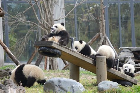 Chengdu Discovery 4 Hour Giant Panda Base Tour Triphobo