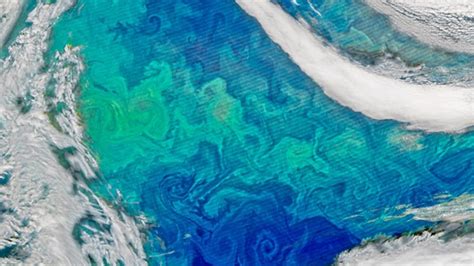 Nasa Capture North Atlantics Blooming Phytoplankton Iflscience