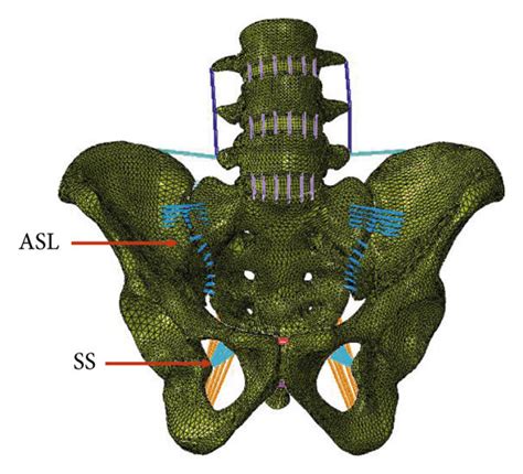 Ventral A And Dorsal B Views Of The Finite Element Model Ligaments