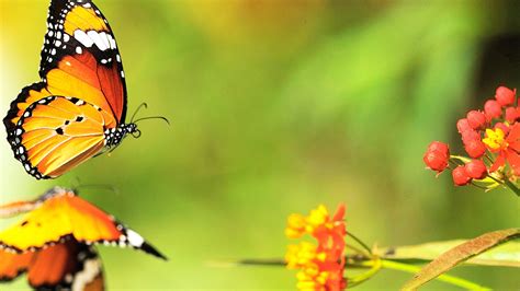 Two Butterflies Beautiful Butterfly Desktop Wallpaper Album 1920x1080