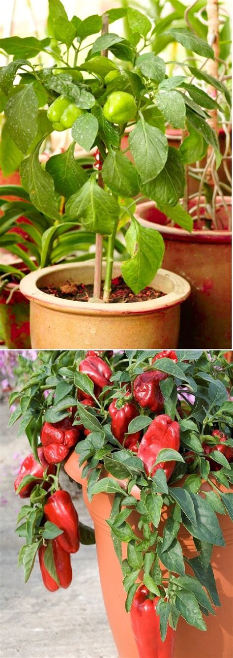 How To Grow Bell Peppers In Containers And Care Garden Favorite