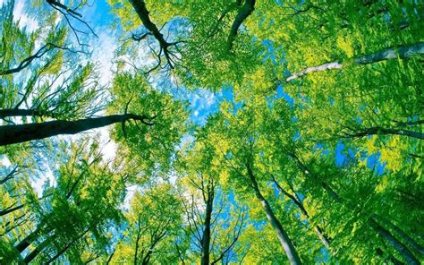 Green Trees Blue Sky Hd Wallpaper