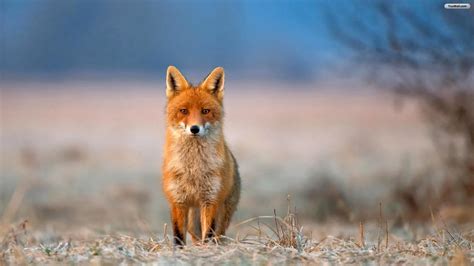 Red Fox Wallpapers Top Free Red Fox Backgrounds Wallpaperaccess