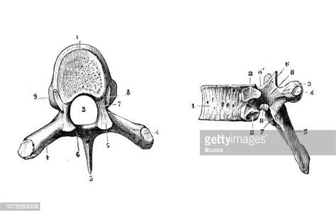 Thoracic Vertebrae Photos And Premium High Res Pictures Getty Images