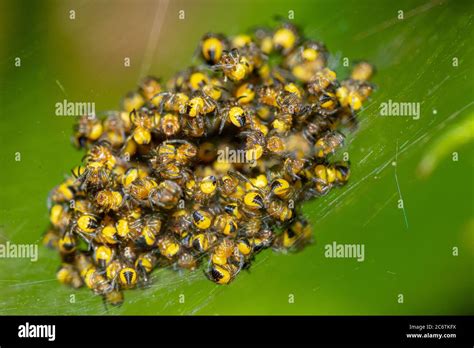 Young Baby Yellow Garden Spiders Argiope Aurantia Stock Photo Alamy