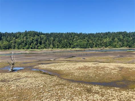 Nisqually Reach Aquatic Reserve Stock Image Image Of Bird Riparian