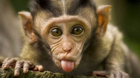Funny Monkey Face Expression Orangutan Chimpanzee Ape Hd Funny Monkey