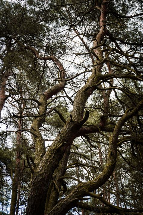 Krzywe Drzewa W Polskim Lesie Stock Photo Adobe Stock