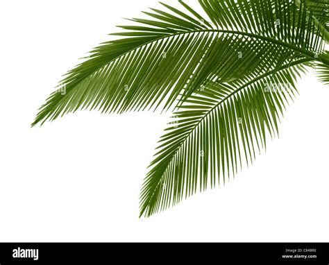 Leaves Of Palm Tree Isolated On White Background Stock Photo Alamy