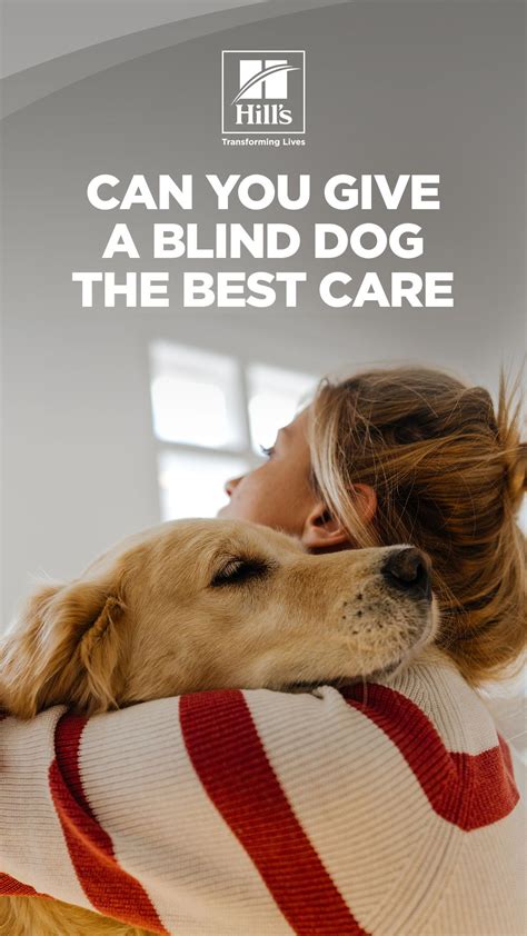 How To Care For A Blind Or Visually Impaired Dog Hills Pet Blind