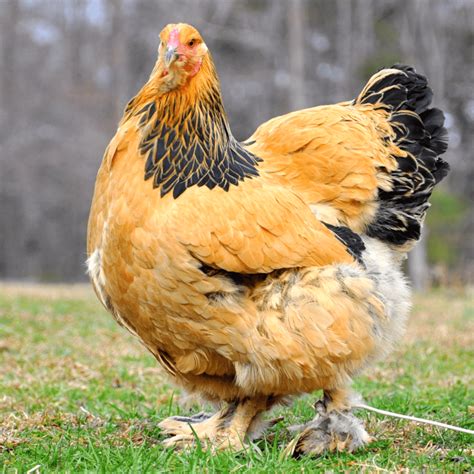 Brahma Chicken Breed Guide Info Uru Ac Th