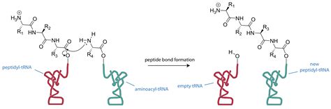 Formation Of A Peptide Bond