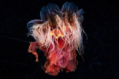 Cyanea Capillata Underwater Sea Underwater Creatures Medusa