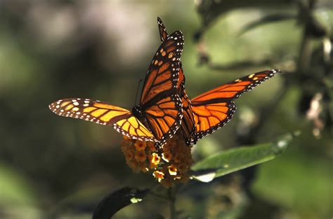 An Incredible Compilation Of Love Butterfly Images In Full 4k Over 999 Breathtaking Photos