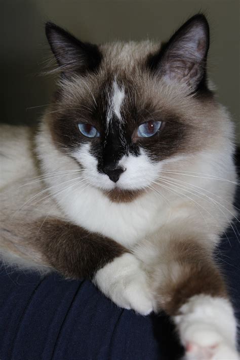 What Is A Snowshoe Siamese Cat British Shorthair