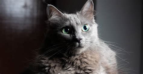 15 Gorgeous Grey Cat Breeds You Need To See With Pictures