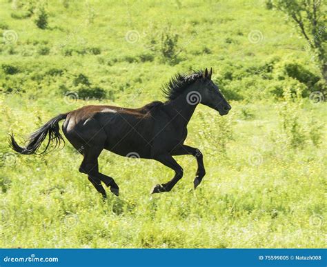 Brown Horse With A Short Black Mane Running On The Field Stock Image