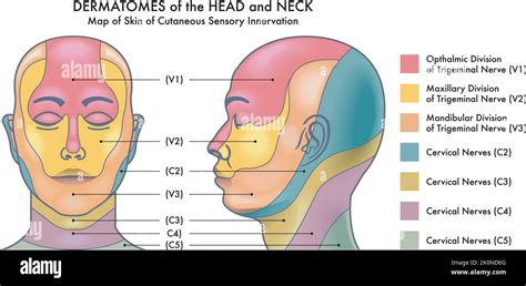 Medical Diagram Of Dermatomes Of The Head And Neck Stock Vector Image