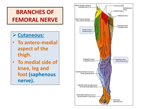Femoral Nerve Sensation