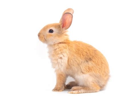 Premium Photo Brown Cute Baby Rabbit Isolated Side View Of Lovely