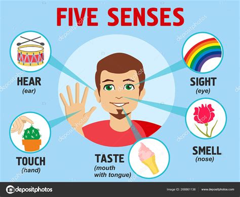 Five Senses Illustrations Design Name Sight Hear Smell Taste Touch Stock Vector Image By ©luisvv