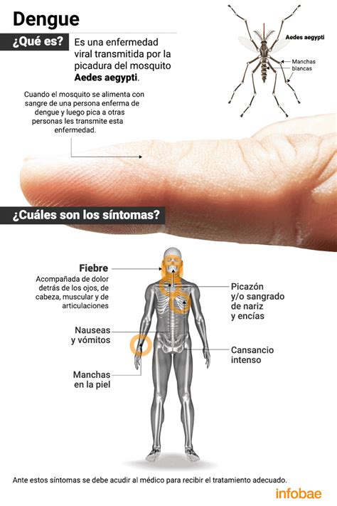 Dengue Cómo Combatir Al Mosquito Aedes Aegypti Para Prevenir Un Nuevo Caso Infobae