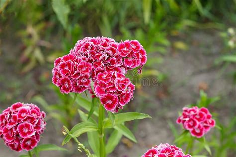 Pink Bright Carnation Flower With Lush Greenery Blooms In Summer Sunny