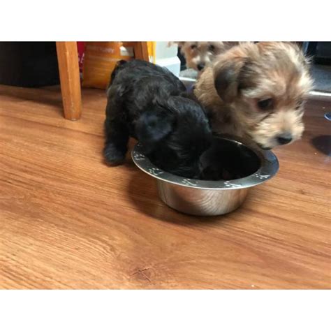 Browse the largest, most trusted source of yorkie poo puppies for sale. 2 Yorkiepoo Puppies for Sale in Annapolis, Maryland ...