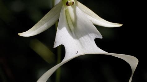 Super Ghost Orchid Shows Blooms More On The Way