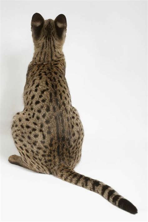 Facts About Savannah Cats Chron