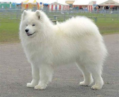 Fluffy Dogs White Dog Breeds Cute Dogs Breeds
