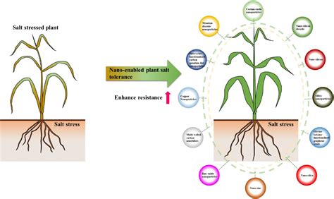 Plant Stress Physiology Tolerance Mechanisms In Plants To Salt Stress