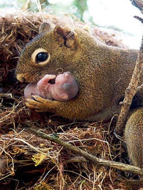 This afternoon, i got home from work to. Squirrels 'adopt' only orphan squirrels they're related to ...