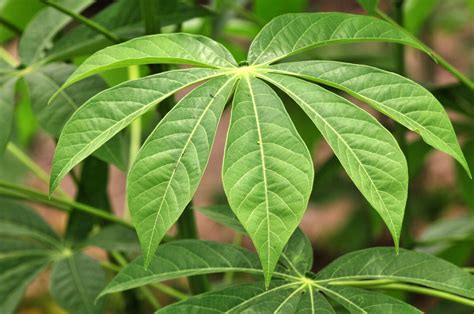 Cassava Plants 4 Sale 38 Here Online Australia Sunblest Products