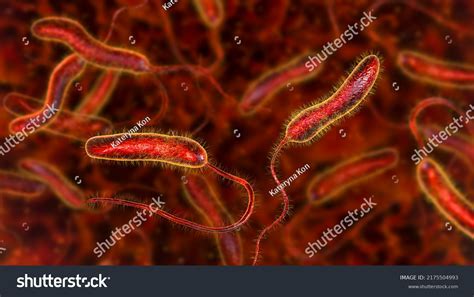 Vibrio Cholerae Bacteria 3d Illustration Bacterium Stock Illustration