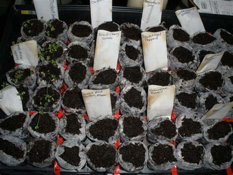 The Balcony Gardener Seed Starting Round Two And A