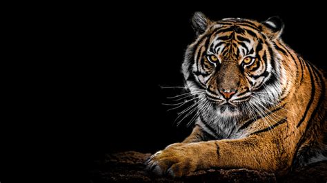 Bengal Tiger Wallpaper 4k Amoled Big Cat Predator
