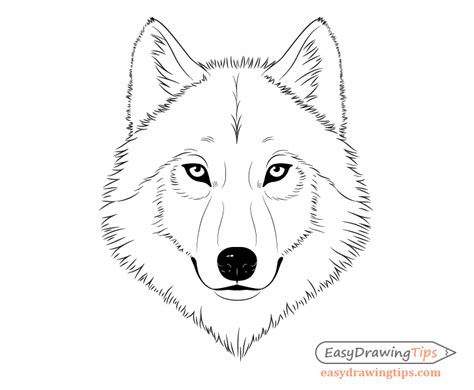 ✓ free for commercial use ✓ high quality images. How to Draw a Wolf Face & Head Step by Step - EasyDrawingTips