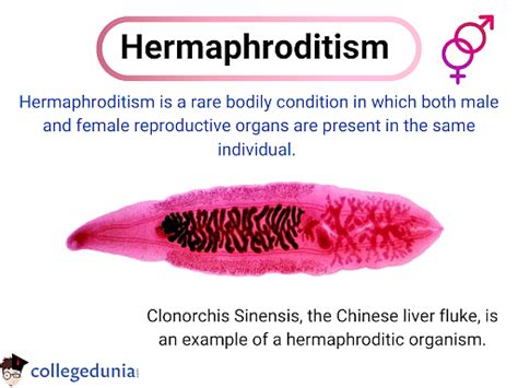 Hermaphroditism Types Signs Diagnosis And Treatment