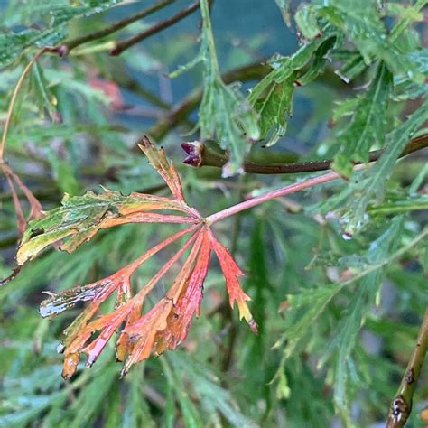 Acer Palmatum ‘pink Lace Poppins Plants