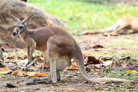 Once You See Inside A Kangaroos Pouch Theres No Going Back The Dodo