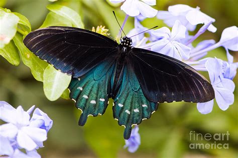 Pipe Vine Swallowtail Butterfly Photograph By Oscar Gutierrez Fine