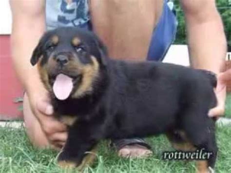 This gorgeous guy is ready and looking for his. Rottweiler Puppies For Sale In Pa. - YouTube