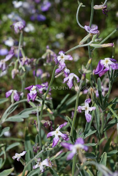 Matthiola Longipetala Night Scented Stock Plant And Flower Stock Photography