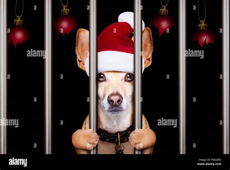 mugshot of a christmas santa bad dog behind bars in jail or prison