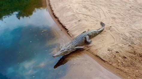 Drone Video Saltwater Crocodile Lurks Near Ingham Swimming Hole The