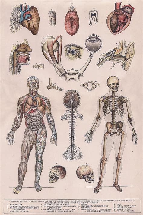 Physiology Diagrams Of The Human Body Drawing By Victorian Engraver