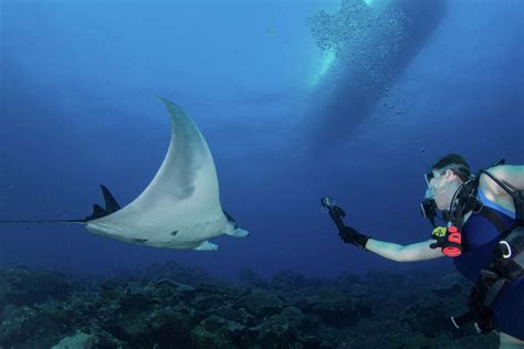 Peer Inside The Discovery Of The Worlds First Manta Ray Nursery Off