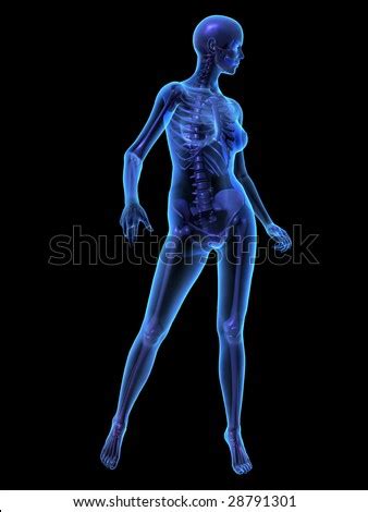Brain trachea (windpipe) lungs heart liver stomach spleen pancreas gallbladder kidneys bladder small intestines large intestines appendix. Female Human Body Stock Images, Royalty-Free Images & Vectors | Shutterstock