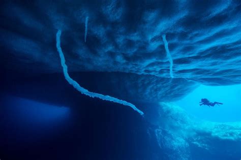 Deep Sea Life Below Antarctica In The Deepest Dive Ever Beneath Antarctic Ice Thought R Scuba
